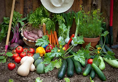 Jardin bio cultivé en permaculture