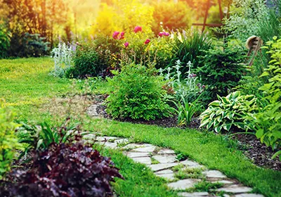 Plantes mi-hauteur et plantes aériennes