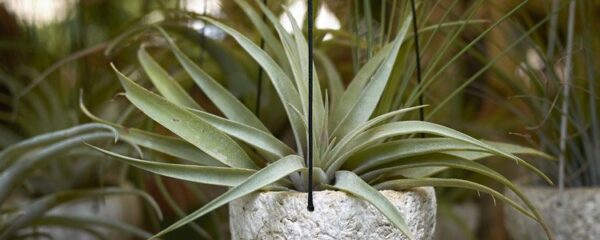 Tillandsia